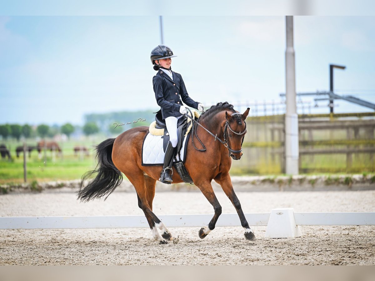 Welsh-B Stute 15 Jahre 126 cm Brauner in Leiderdorp