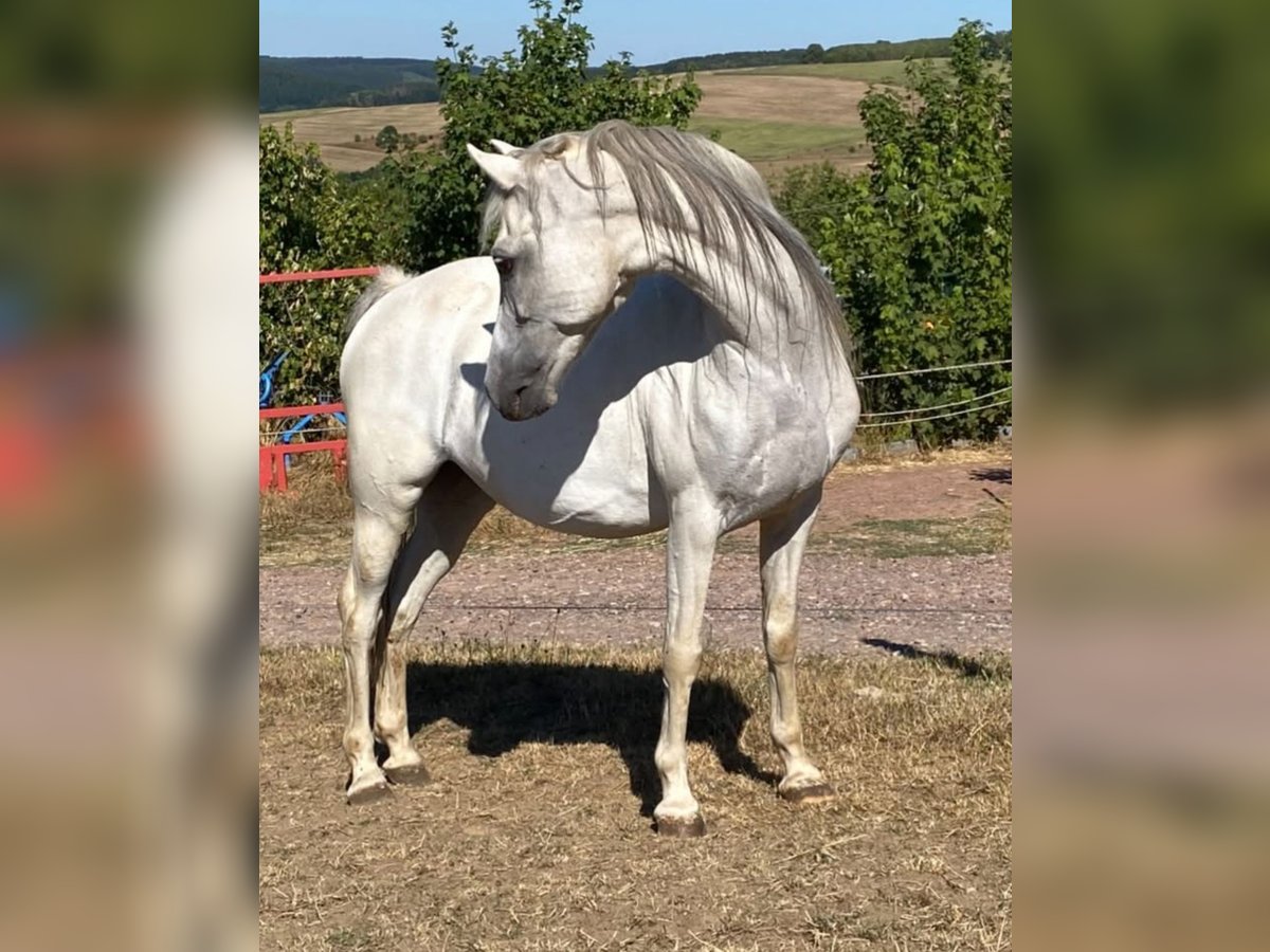 Welsh-B Mix Stute 15 Jahre 133 cm Schimmel in Zerf