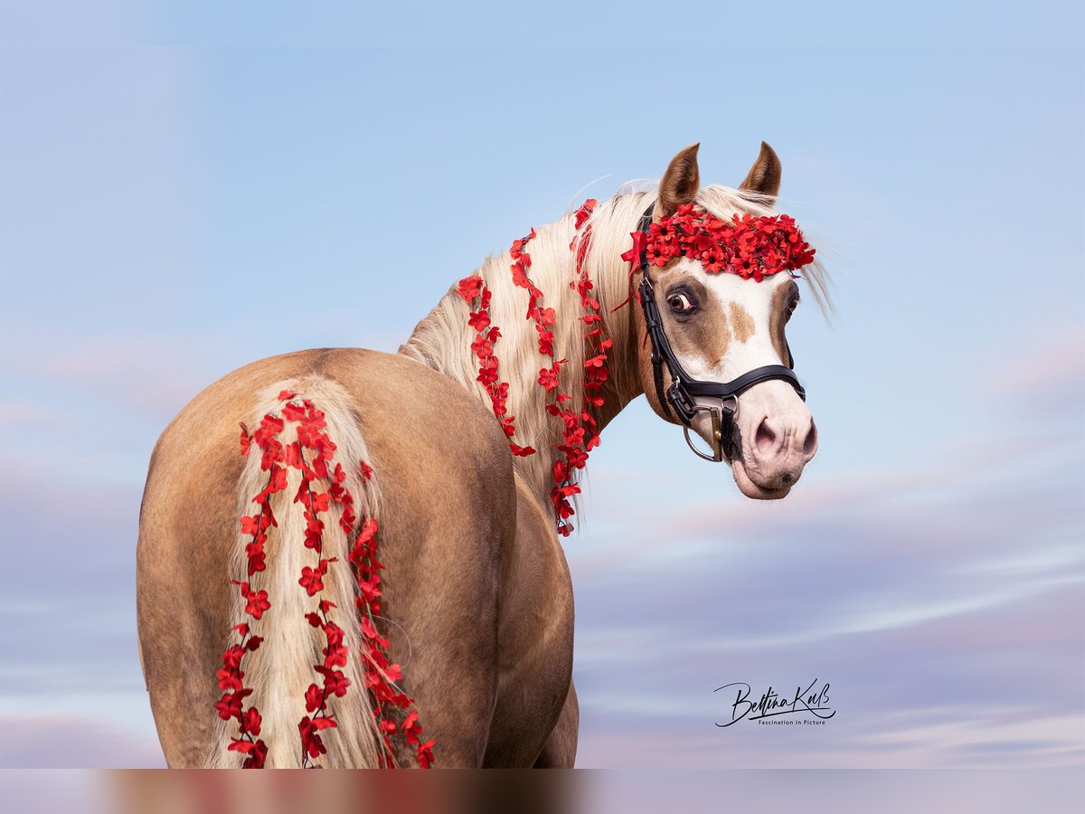Welsh-B Stute 15 Jahre 134 cm Palomino in Haldensleben