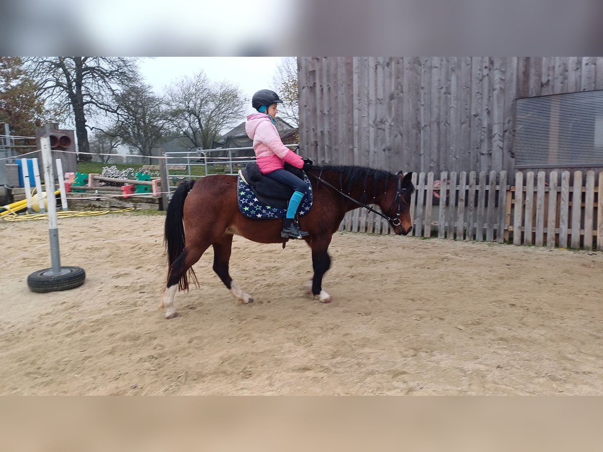 Welsh-B Stute 16 Jahre 125 cm Brauner in St. Martin- Karlsbach