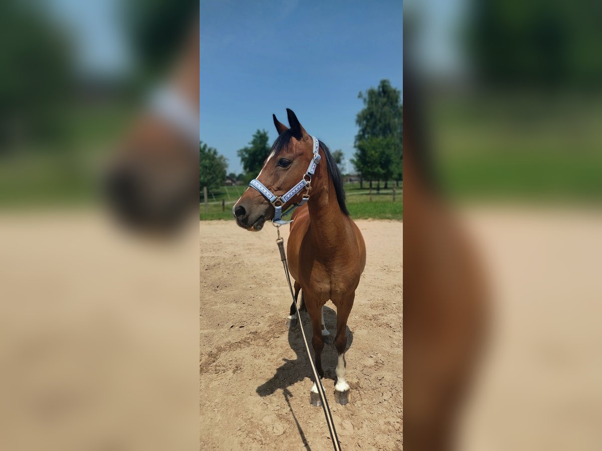 Welsh-B Stute 16 Jahre 128 cm Brauner in Rheurdt