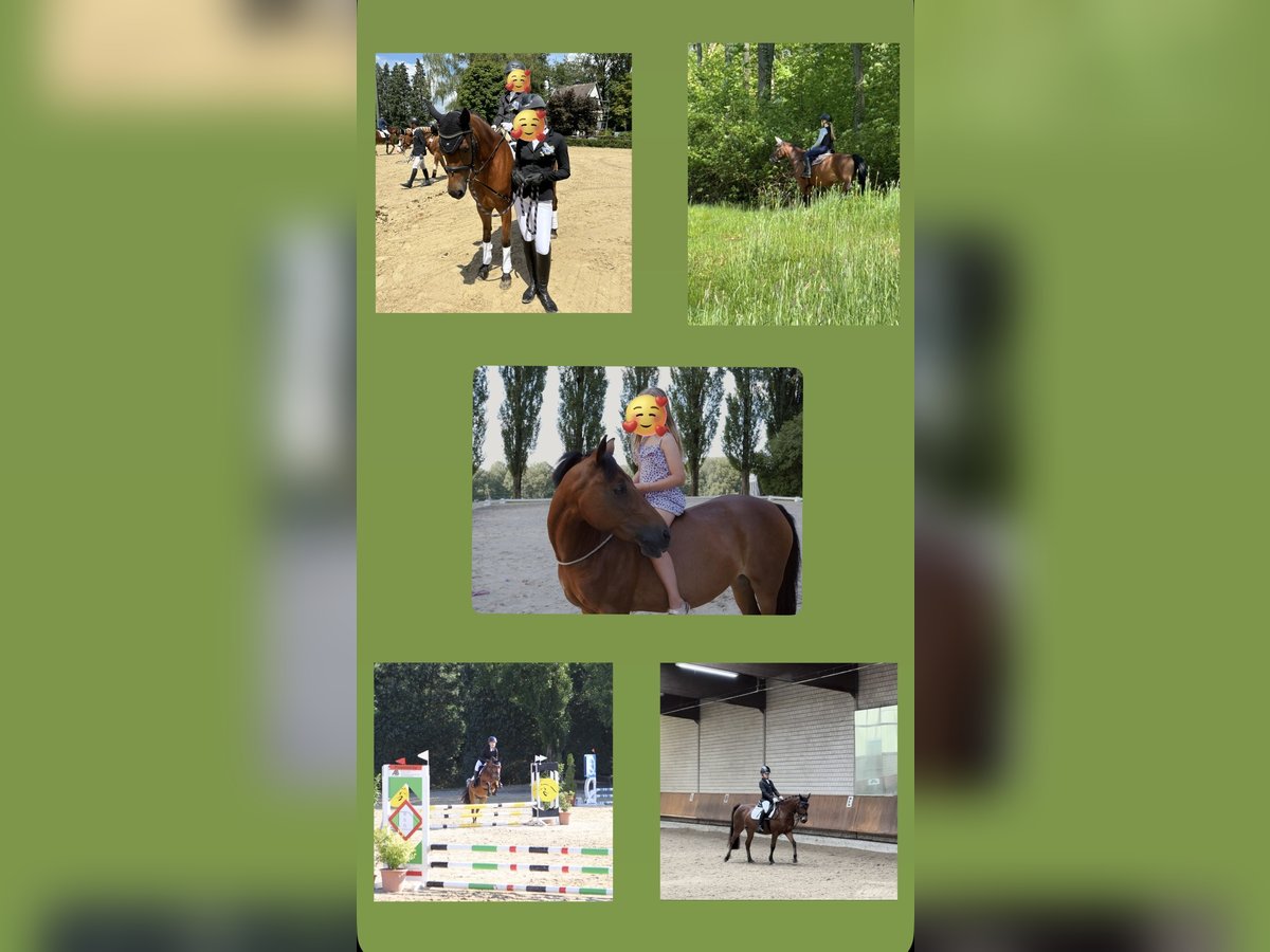 Welsh-B Stute 16 Jahre 138 cm Brauner in Leverkusen