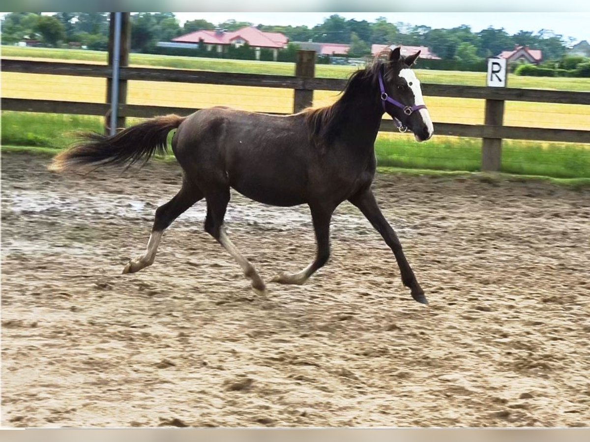 Welsh-B Stute 1 Jahr Buckskin in Zawada