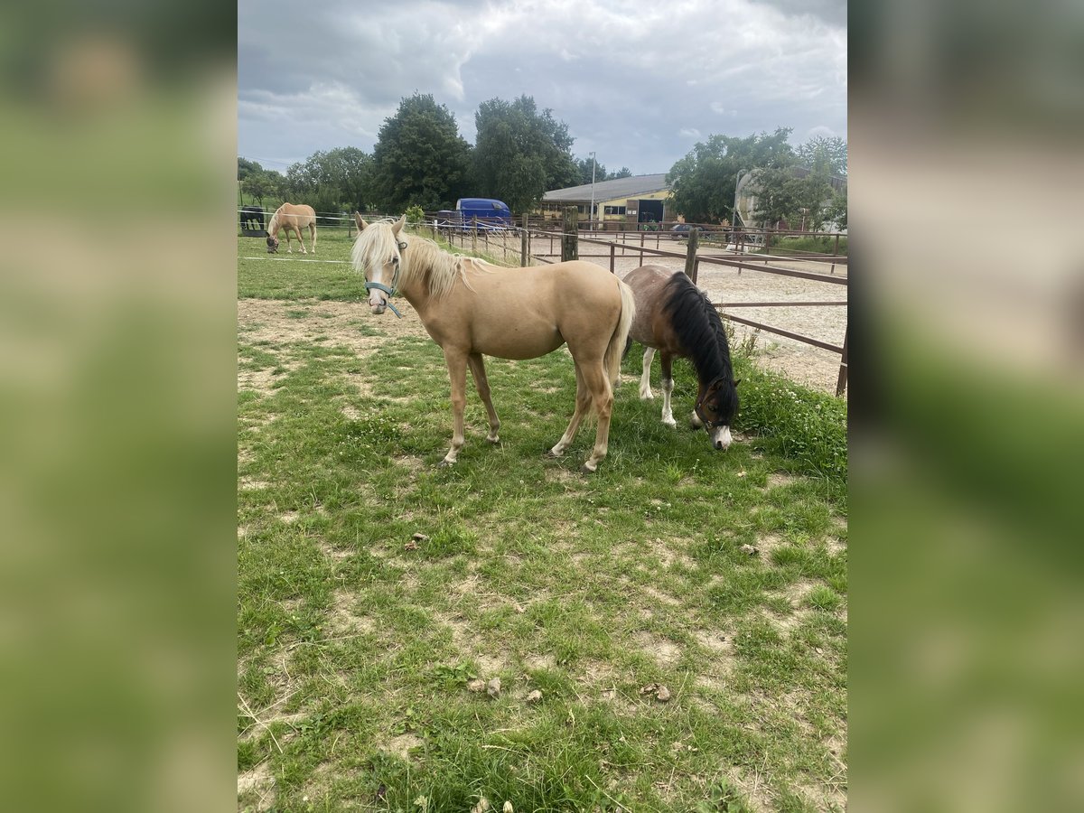 Welsh-B Stute 1 Jahr Palomino in Waldwisse