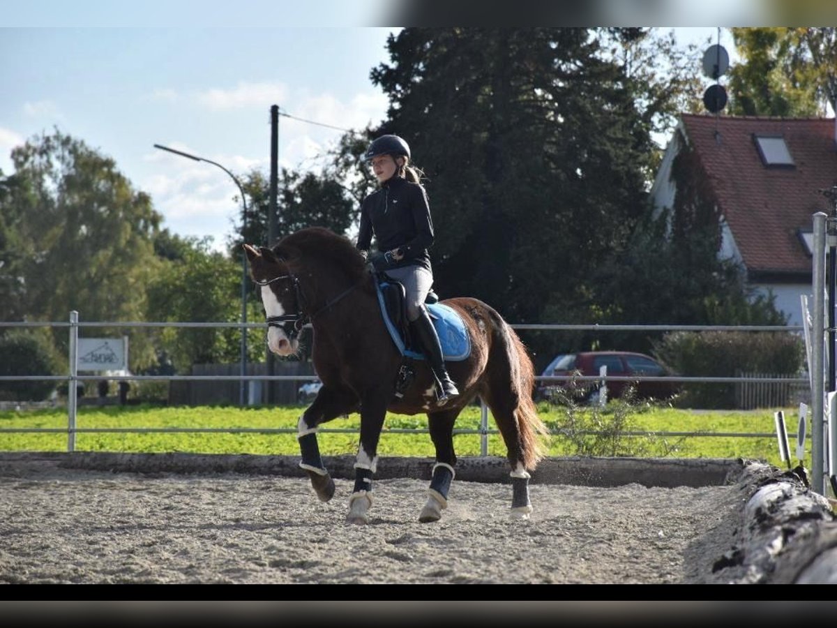Welsh-B Stute 21 Jahre 140 cm Fuchs in Neuburg an der Donau