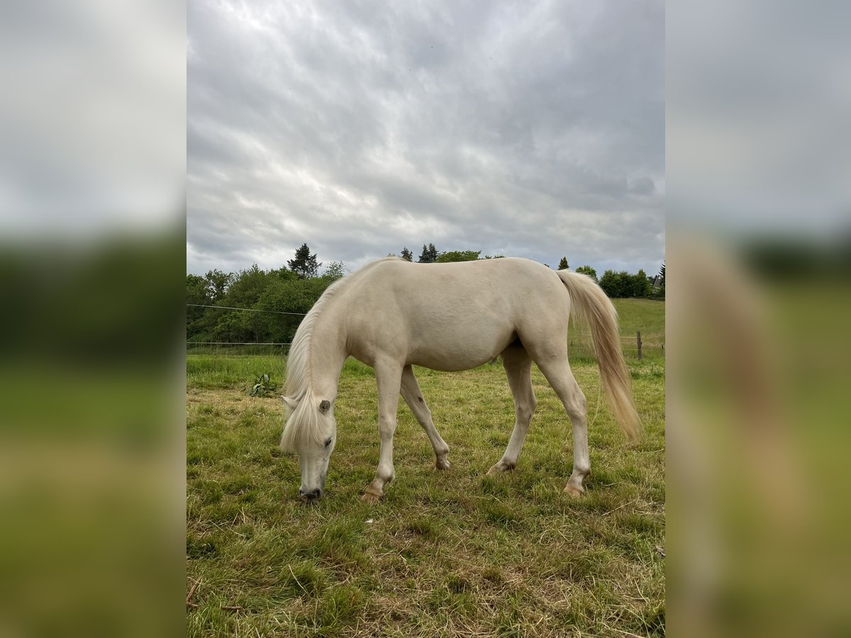 Welsh-B Stute 2 Jahre 130 cm Palomino in Bebra