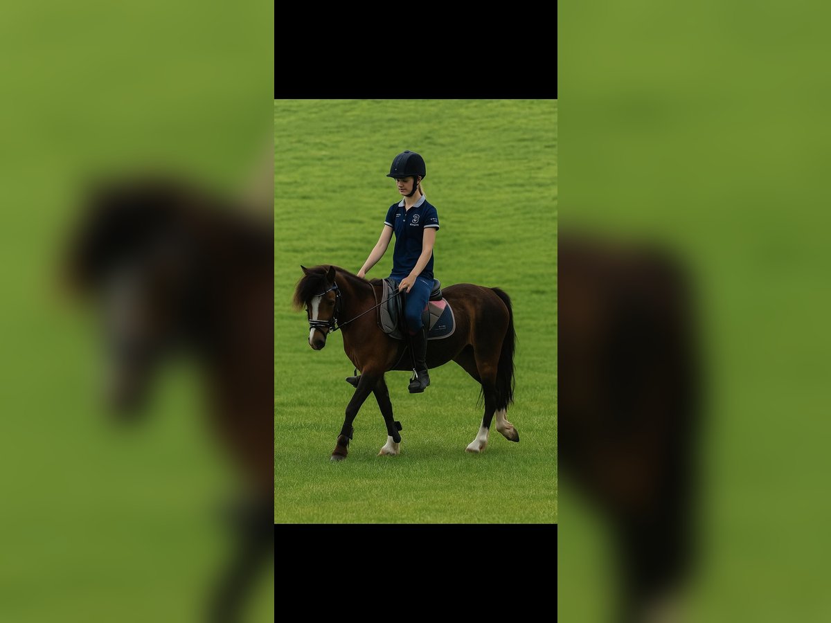 Welsh-B Stute 4 Jahre 121 cm Brauner in Helmond
