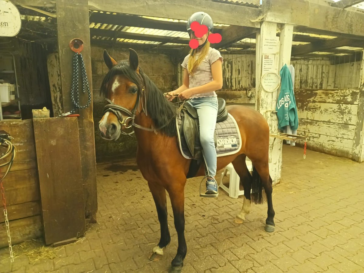 Welsh-B Stute 4 Jahre 130 cm Brauner in Steinen