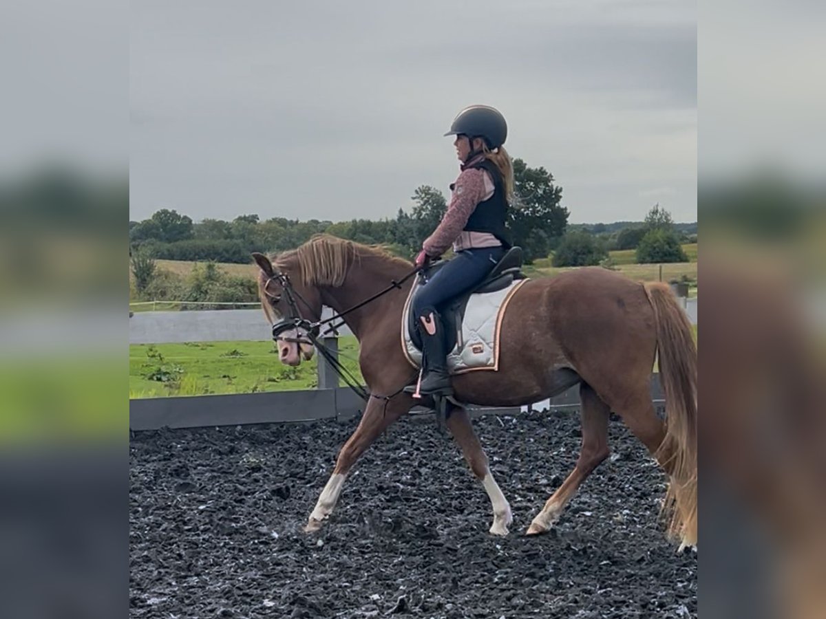 Welsh-B Stute 4 Jahre 132 cm Fuchs in Osdorf
