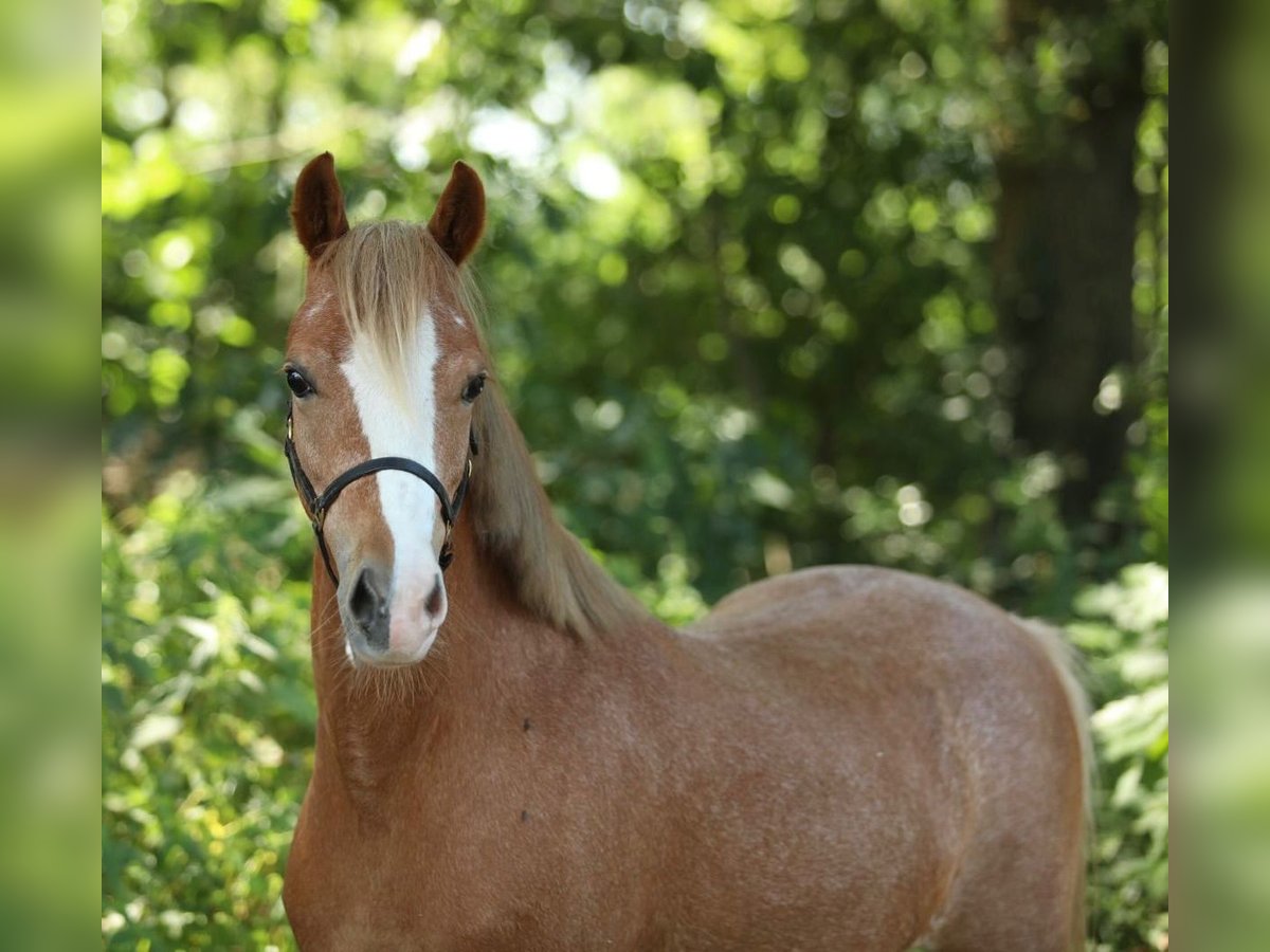 Welsh-B Stute 5 Jahre 122 cm Fuchs in Aalten