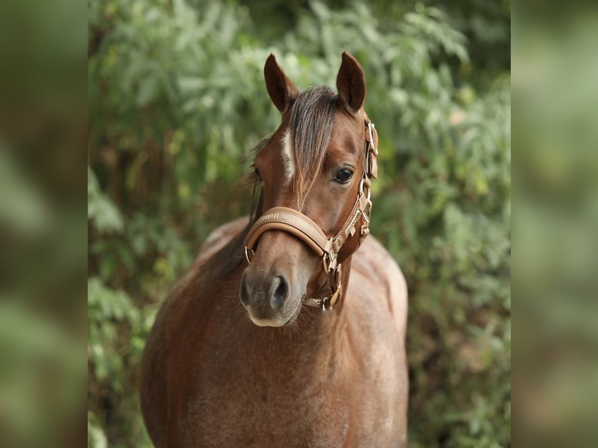 Welsh-B Stute 5 Jahre 125 cm Roan-Red in Aalten