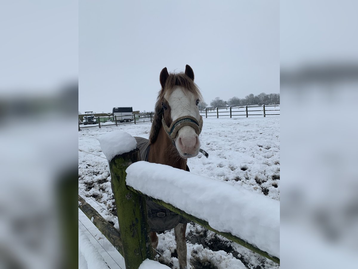 Welsh-B Stute 5 Jahre 126 cm Fuchs in Dokkum