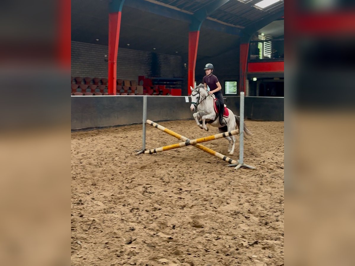 Welsh-B Stute 5 Jahre 130 cm Schimmel in Stadskanaal