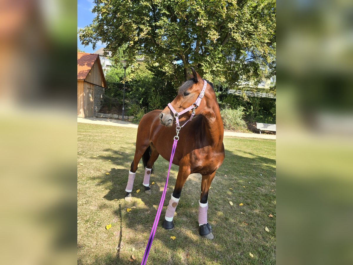 Welsh-B Stute 5 Jahre 132 cm Dunkelbrauner in Mainbernheim