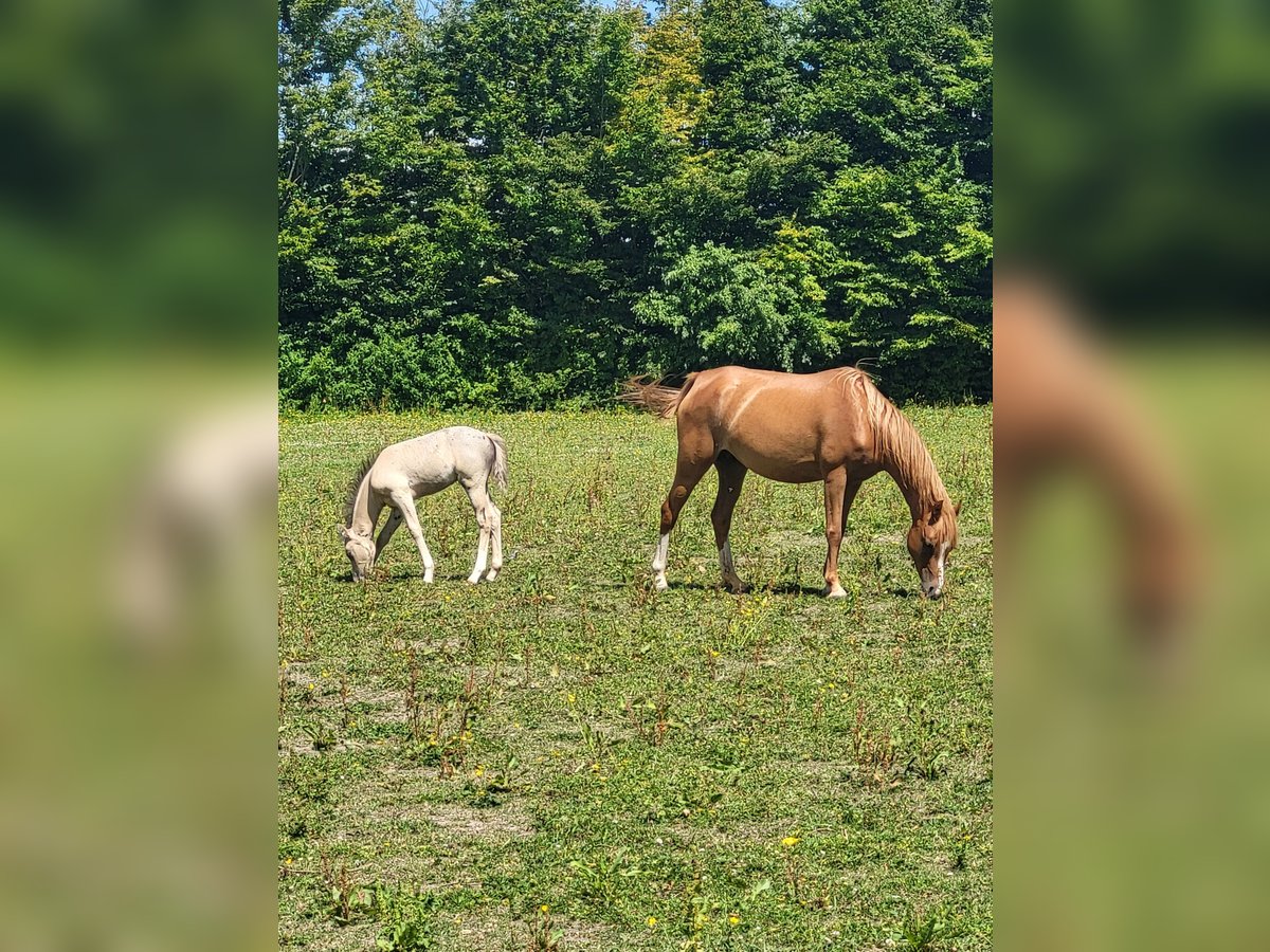 Welsh-B Stute 7 Jahre 127 cm Fuchs in Lelystad