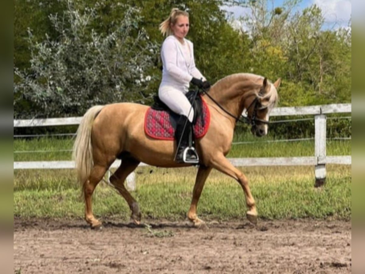Welsh-B Stute 7 Jahre 133 cm Palomino in Rechnitz