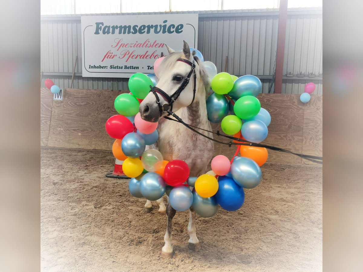 Welsh-B Stute 7 Jahre 136 cm Apfelschimmel in Wildeshausen