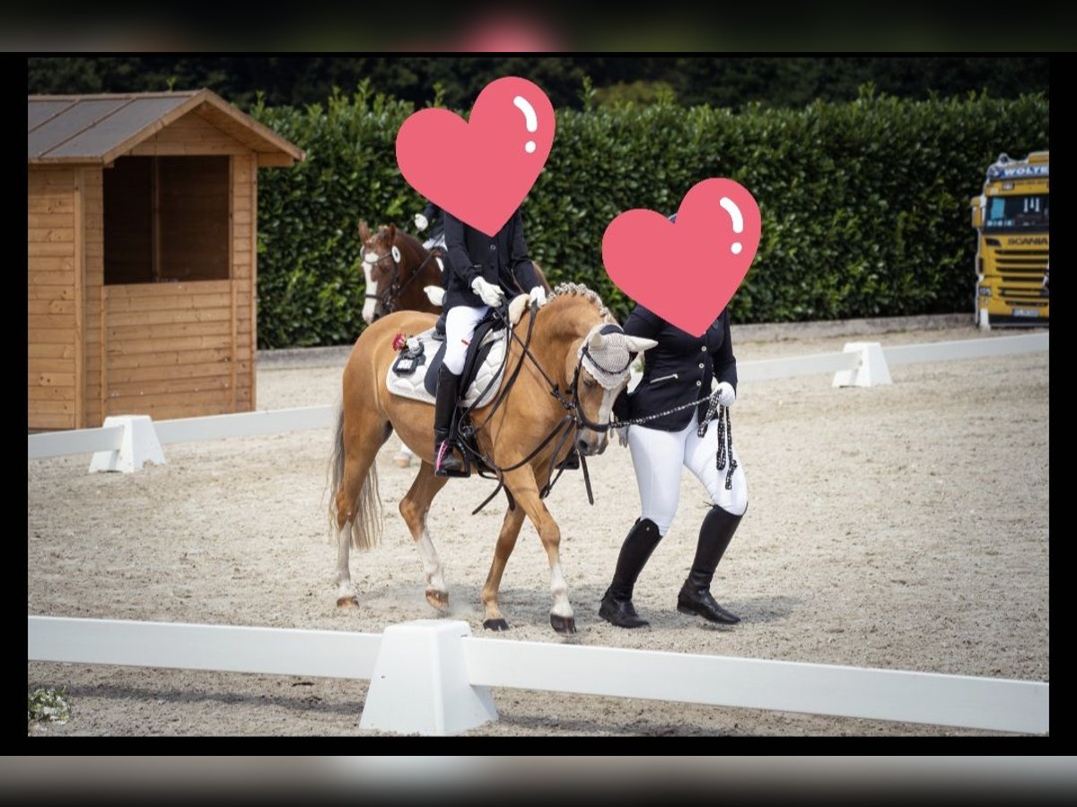 Welsh-B Stute 9 Jahre 130 cm Palomino in Ladbergen