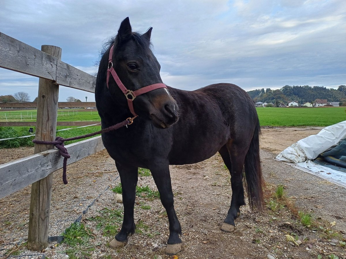 Welsh-B Mix Stute 9 Jahre 135 cm Dunkelbrauner in Timelkam