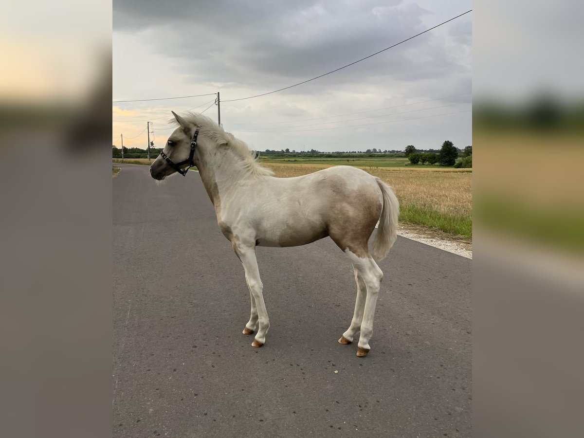 Welsh-B Mix Stute Fohlen (03/2025) 130 cm Palomino in Ludowice