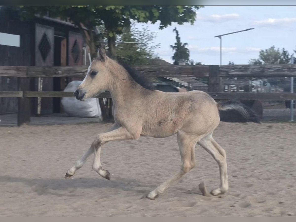 Welsh-B Stute  Buckskin in Zawada