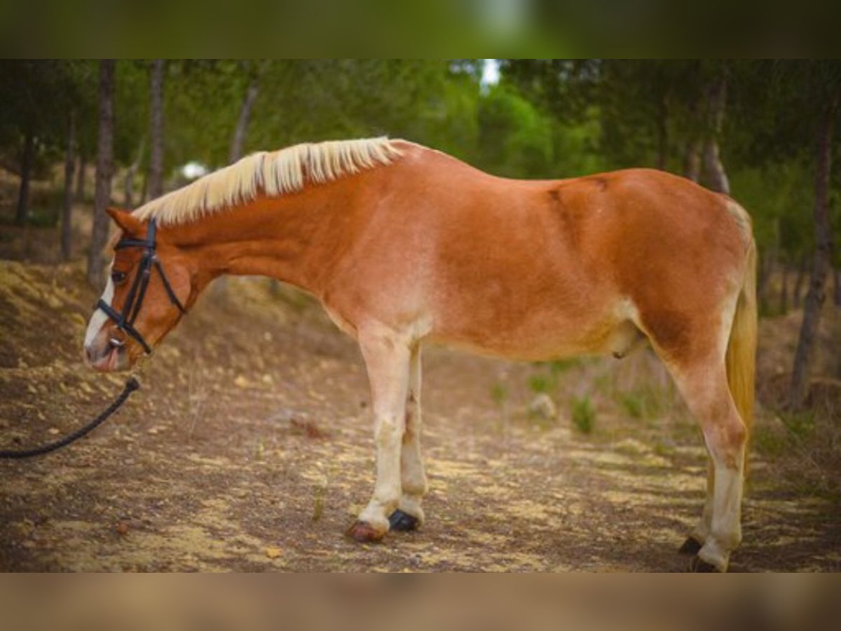 Welsh B Valack 15 år 117 cm in Fortuna