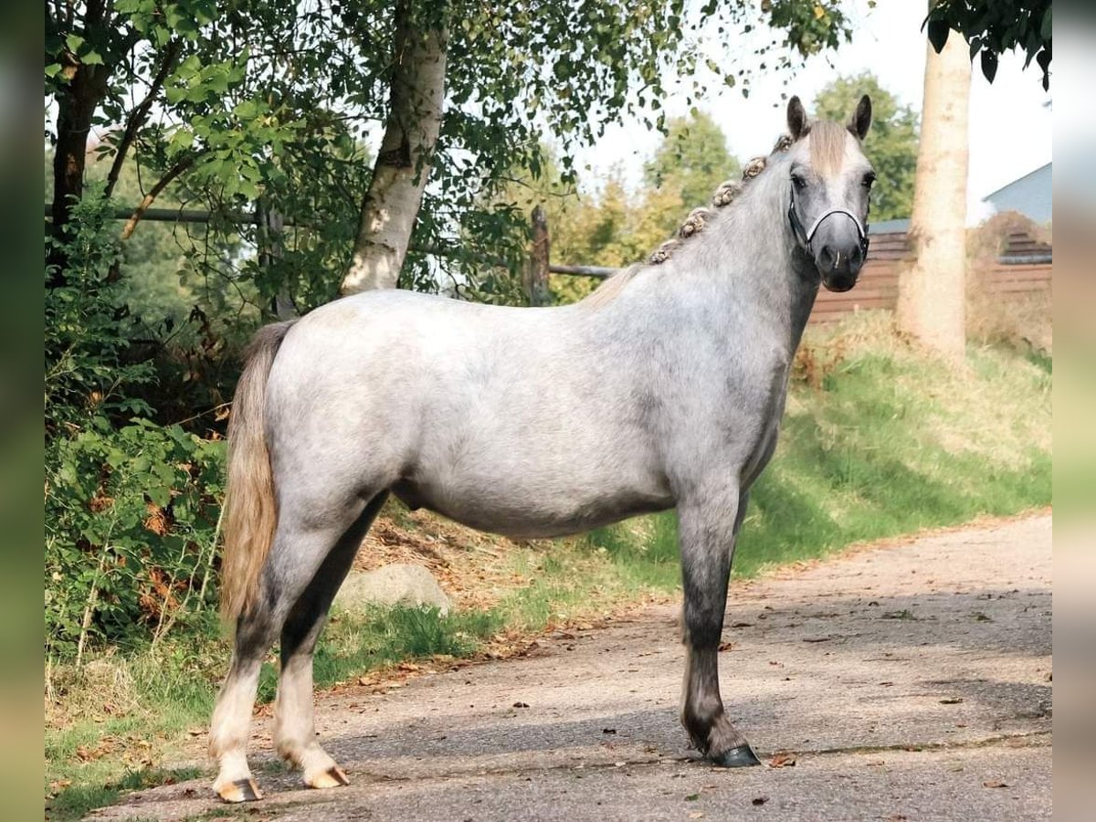 Welsh B Valack 2 år 123 cm Grå in Lettelbert