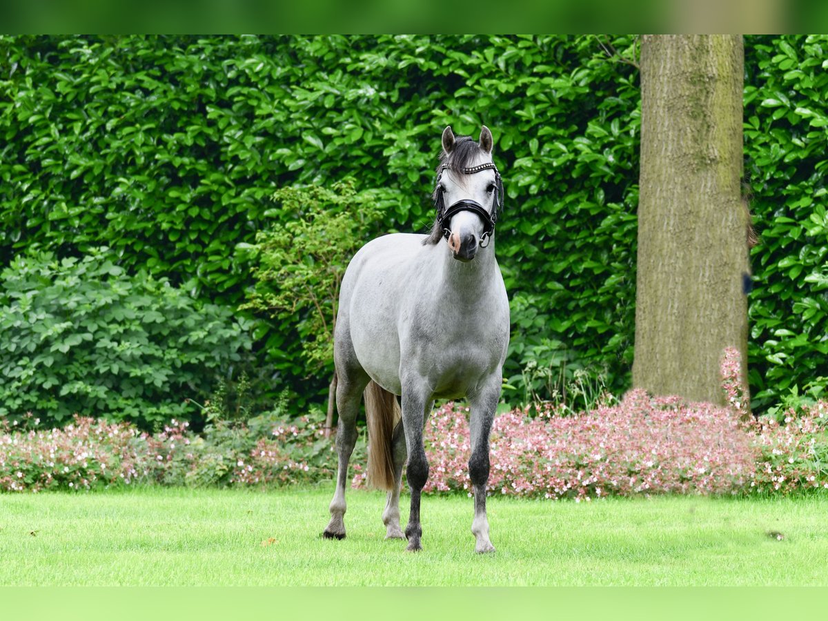 Welsh B Valack 4 år 126 cm Grå in Almen