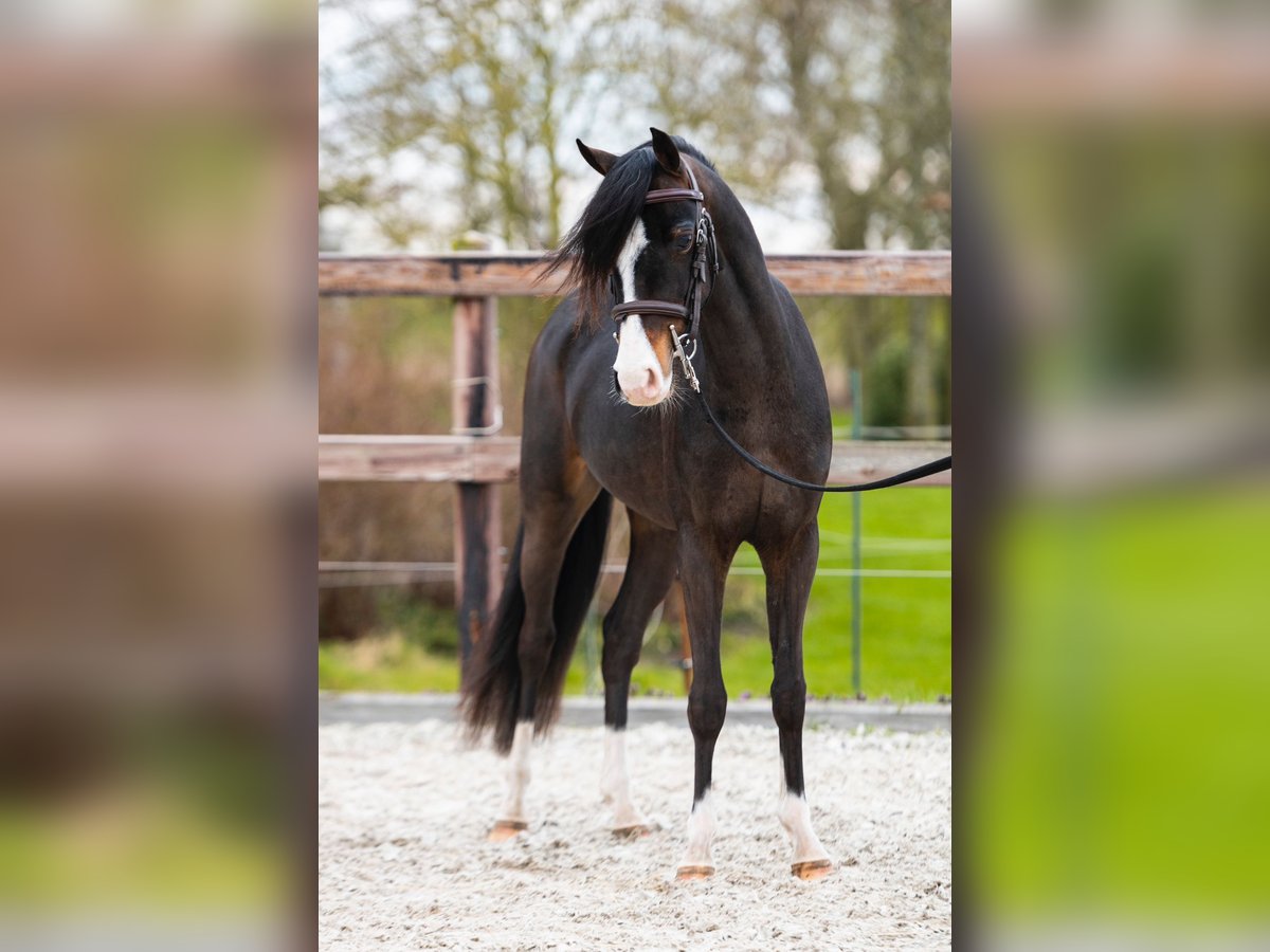 Welsh B Valack 4 år 127 cm Mörkbrun in Fuldabrück