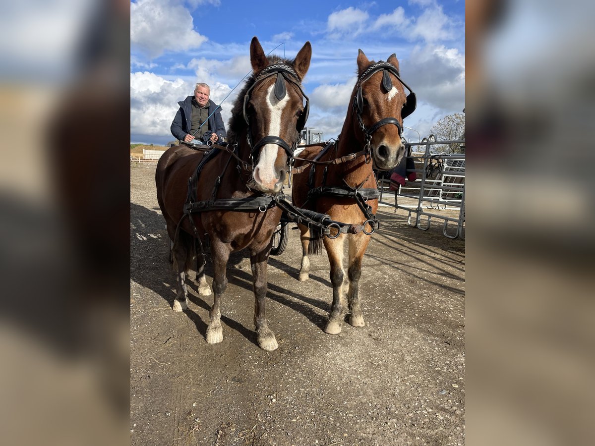 Welsh-B Wallach 10 Jahre 130 cm Fuchs in K&#xFC;rten