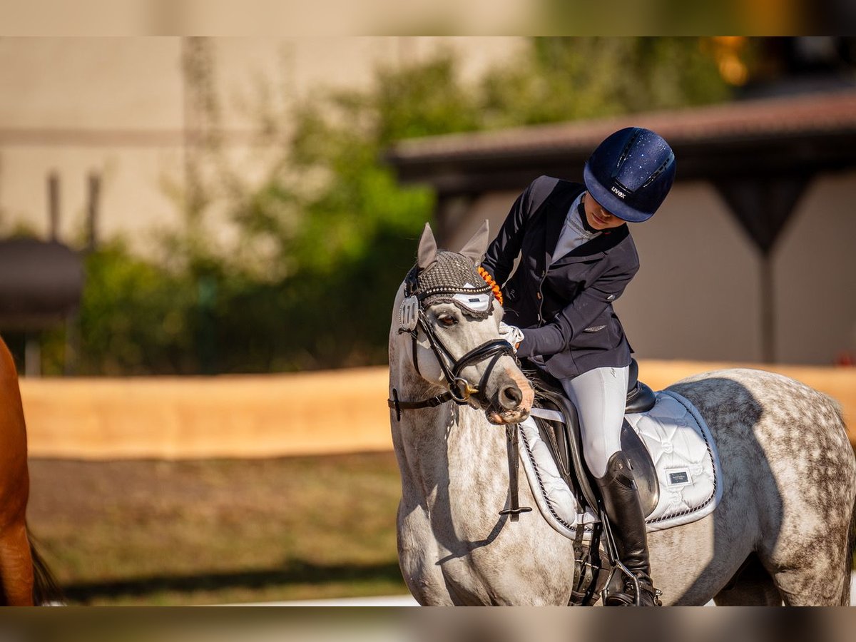 Welsh-B Wallach 10 Jahre 132 cm Apfelschimmel in Berlin