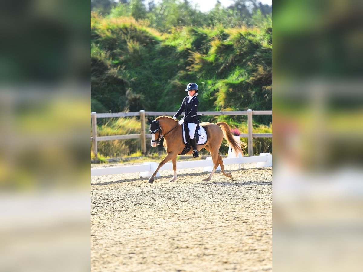 Welsh-B Wallach 11 Jahre 130 cm Fuchs in Grindsted