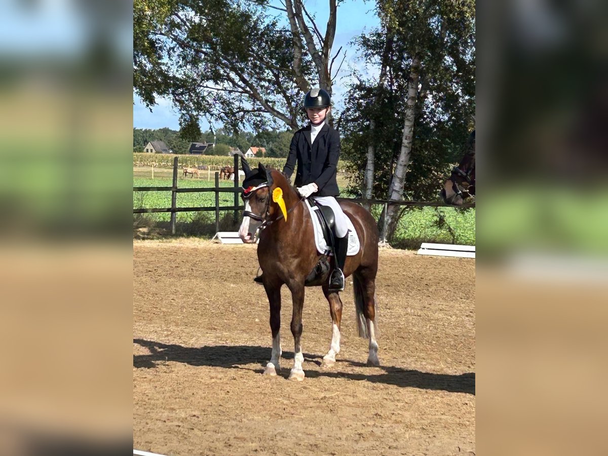 Welsh-B Wallach 11 Jahre 137 cm Dunkelfuchs in Sottrum