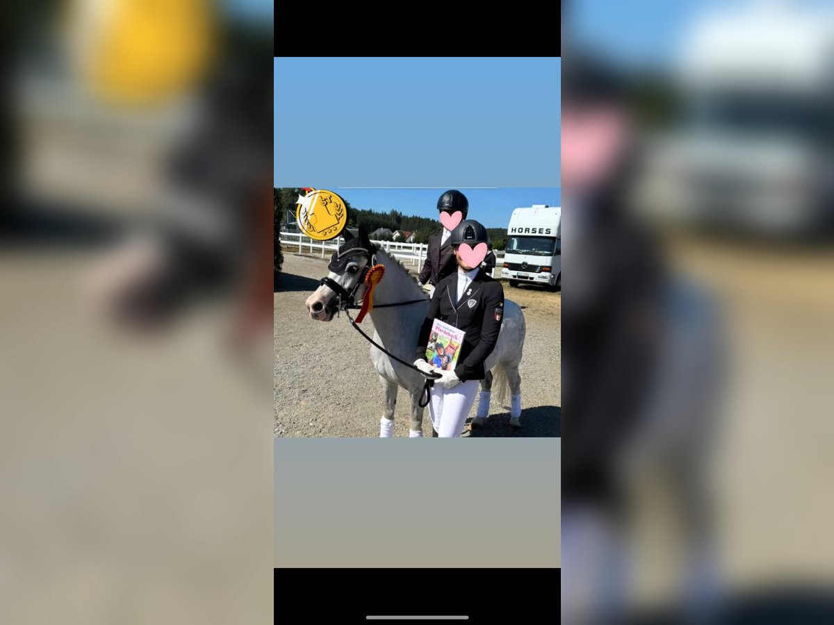 Welsh-B Mix Wallach 12 Jahre 131 cm Apfelschimmel in Ulm