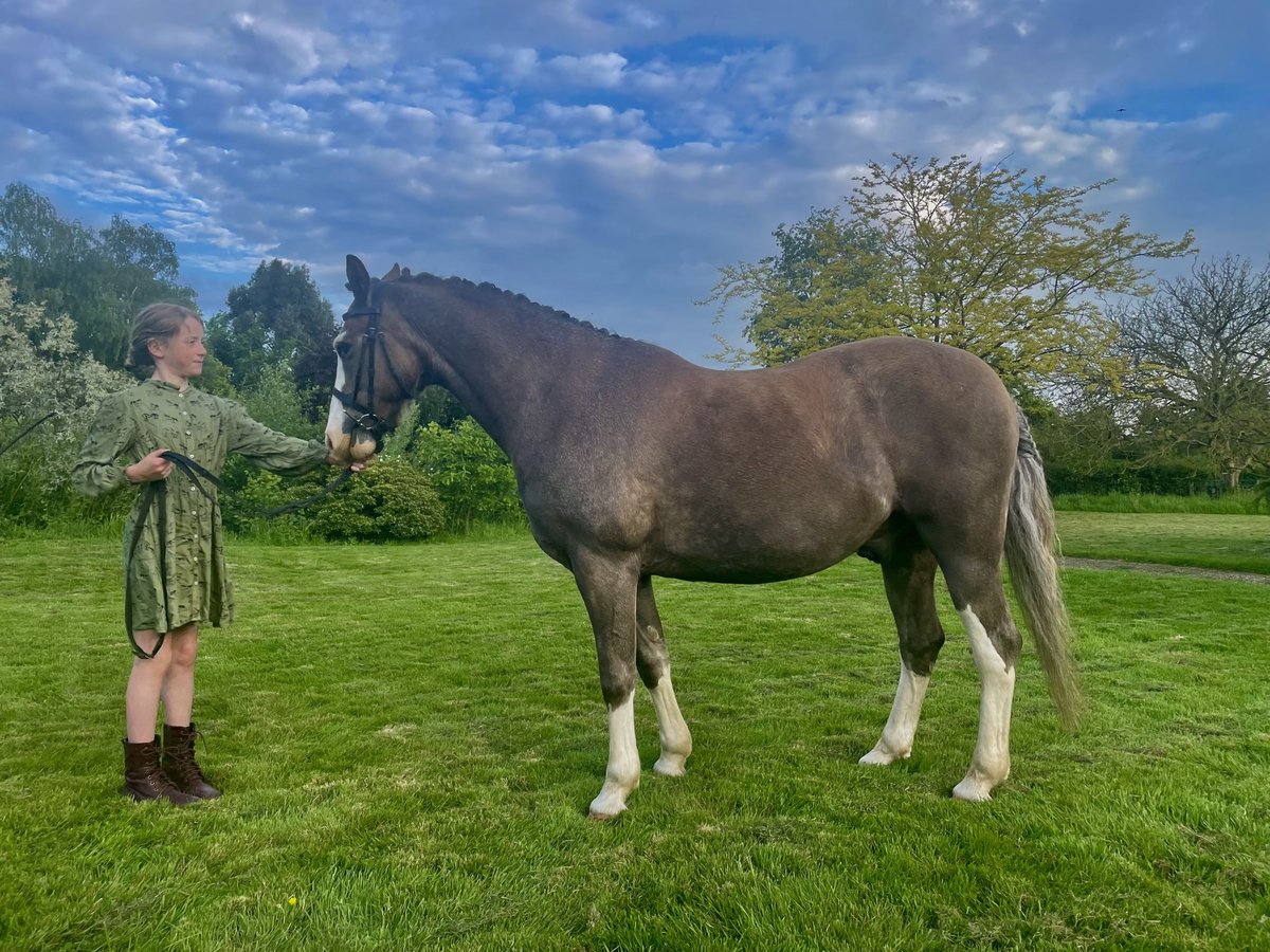 Welsh-B Wallach 12 Jahre 132 cm Roan-Bay in Ipswich