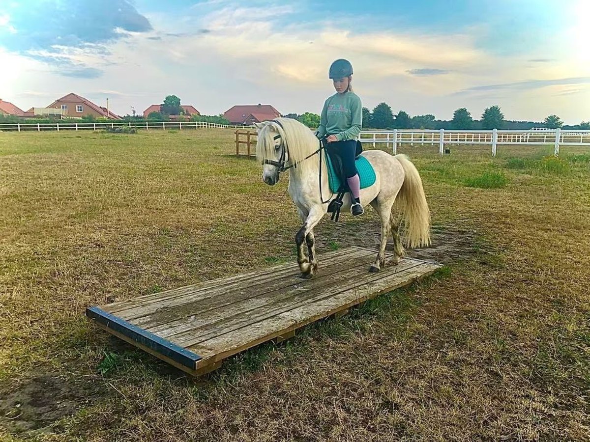 Welsh-B Mix Wallach 13 Jahre 132 cm Schimmel in Springe