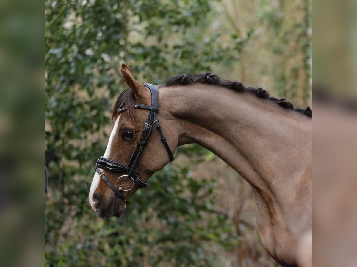 Welsh-B Wallach 14 Jahre 135 cm Dunkelfuchs in Heemskerk