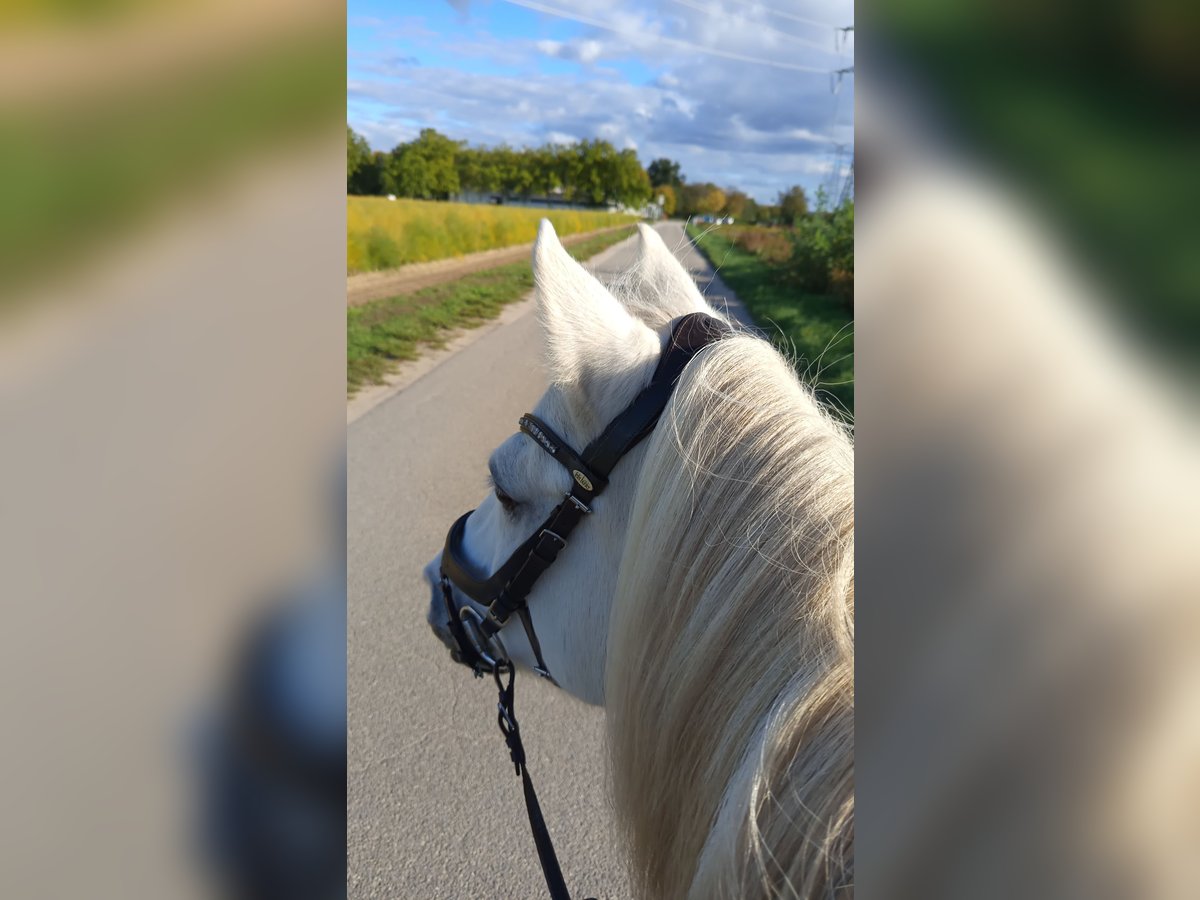 Welsh-B Mix Wallach 14 Jahre 140 cm White in Lampertheim