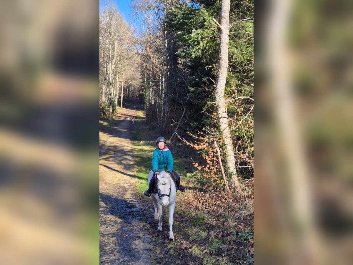 Welsh-B Wallach 15 Jahre 120 cm Cremello in Meinisberg