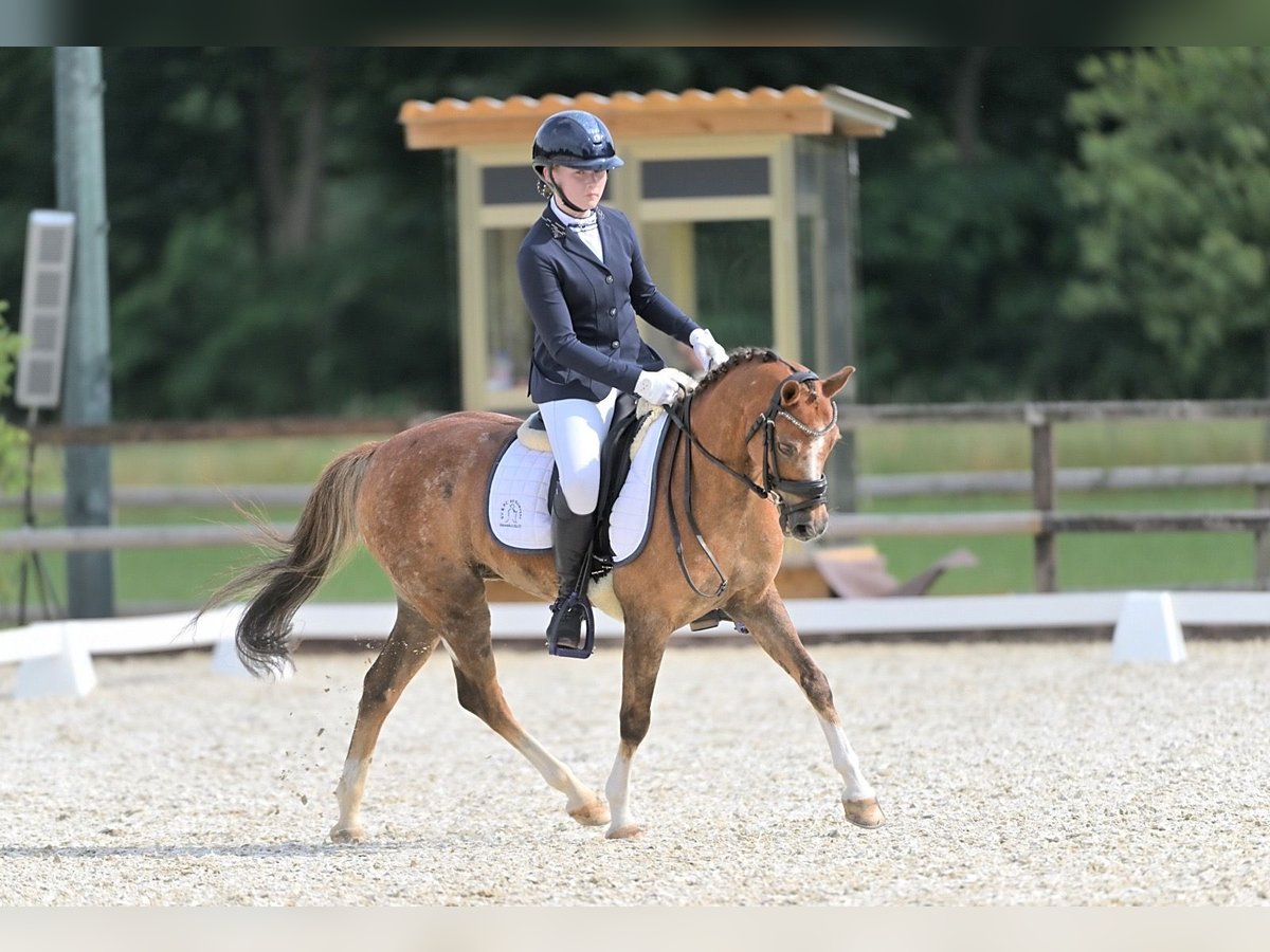 Welsh-B Wallach 17 Jahre 130 cm Fuchs in Hengelo (Gld)