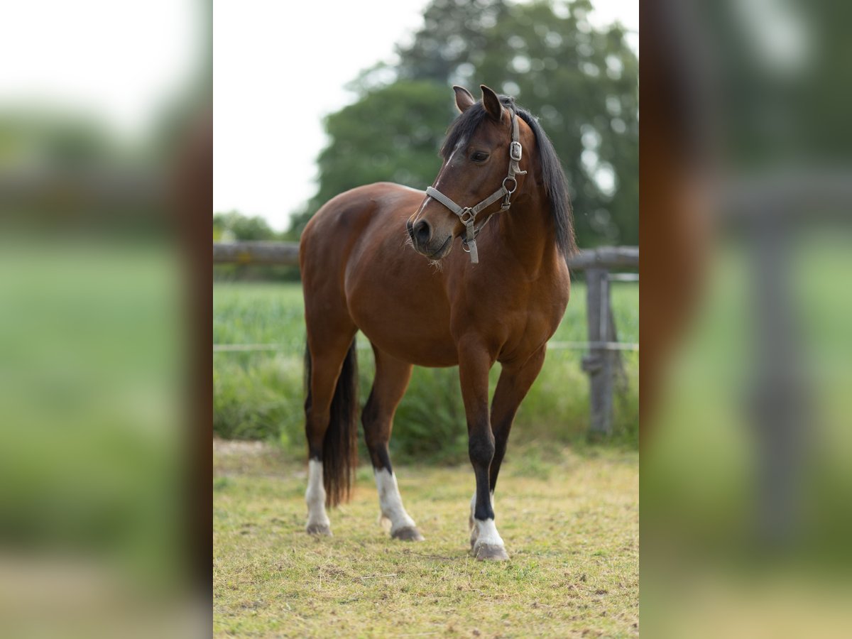 Welsh-B Mix Wallach 17 Jahre 150 cm Brauner in Uehlfeld