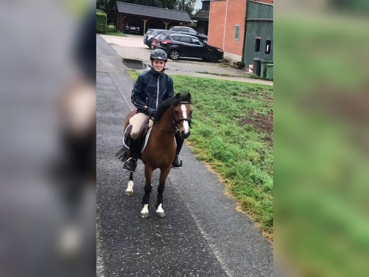 Welsh-B Wallach 18 Jahre 128 cm Brauner in Maulburg