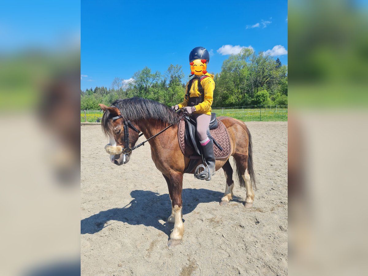Welsh-B Wallach 19 Jahre 110 cm Dunkelfuchs in Isny im Allg&#xE4;u