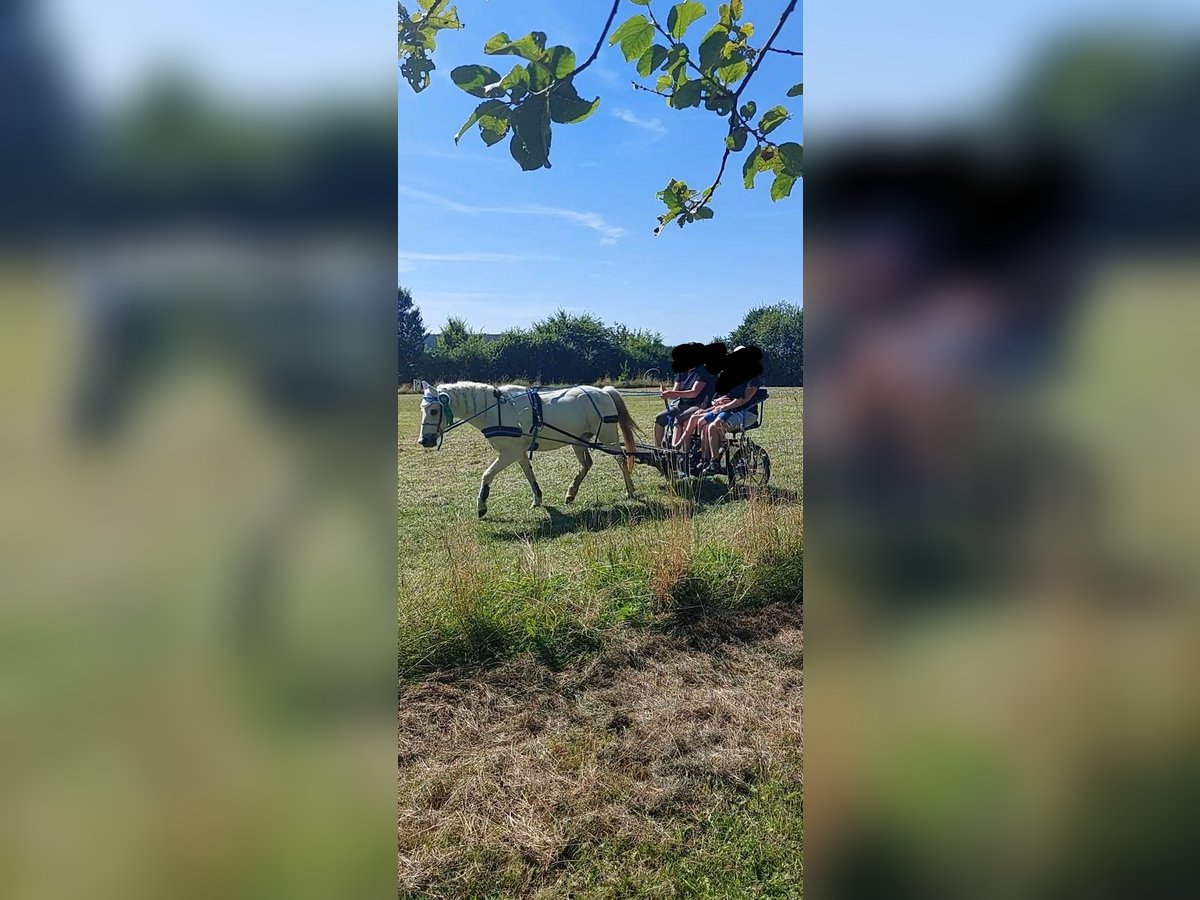 Welsh-B Wallach 20 Jahre 128 cm Schimmel in Miehlen