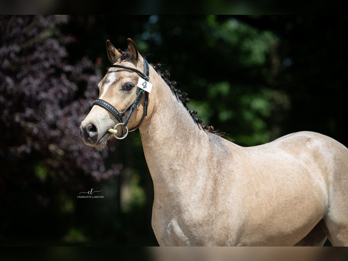 Welsh-B Wallach 3 Jahre 125 cm Falbe in GARGENVILLE
