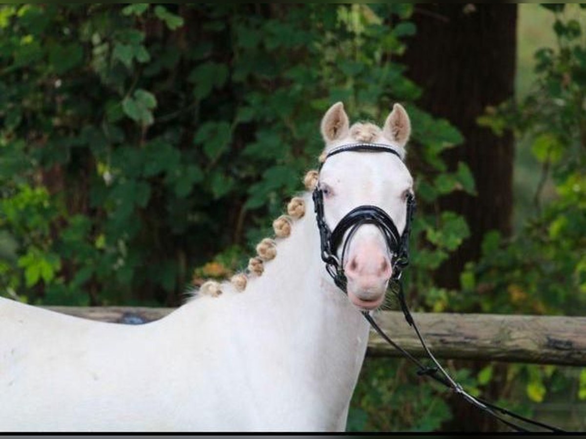 Welsh-B Wallach 3 Jahre 129 cm Schimmel in Loiching