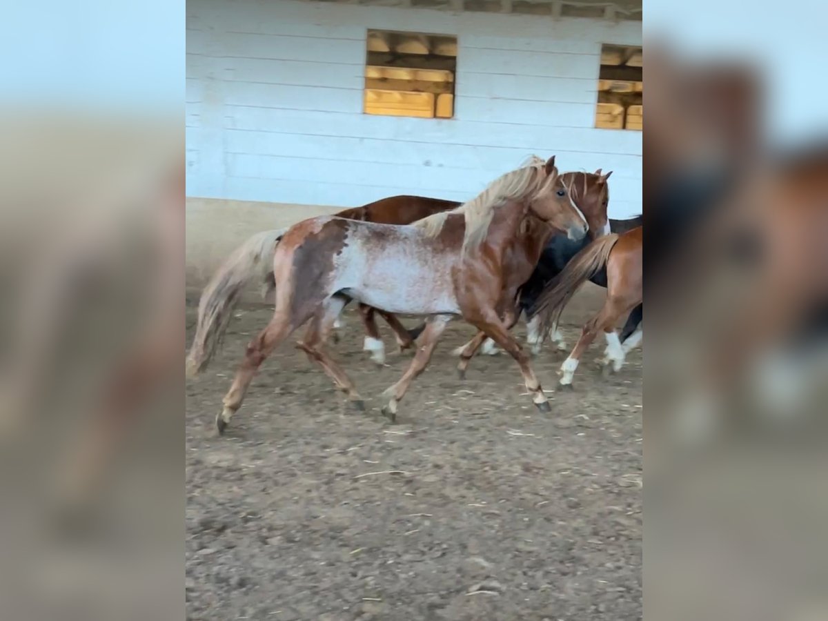 Welsh-B Wallach 3 Jahre 134 cm Rabicano in Niederzier