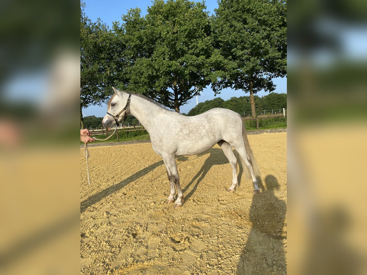 Welsh-B Wallach 3 Jahre 136 cm Schimmel in Haltern am See