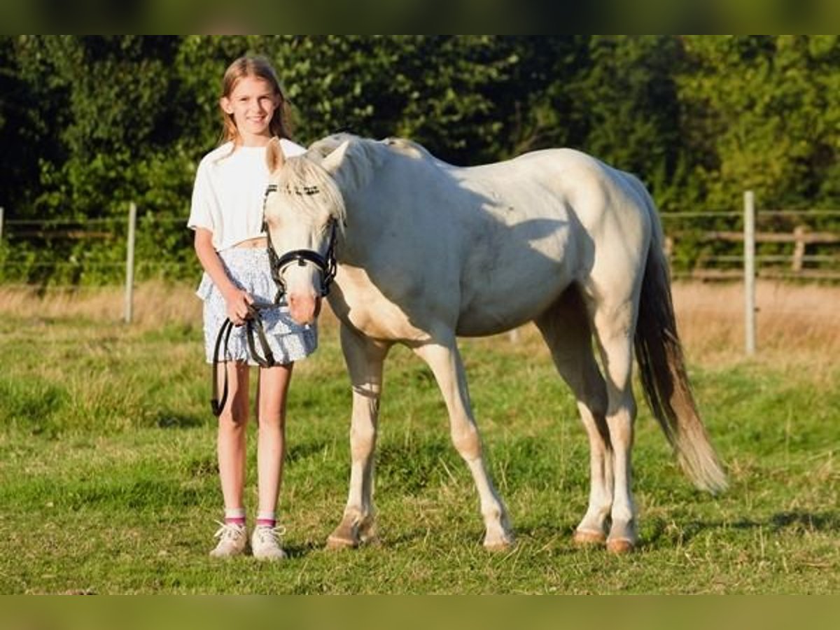 Welsh-B Wallach 4 Jahre 132 cm Cremello in Neum&#xFC;nster