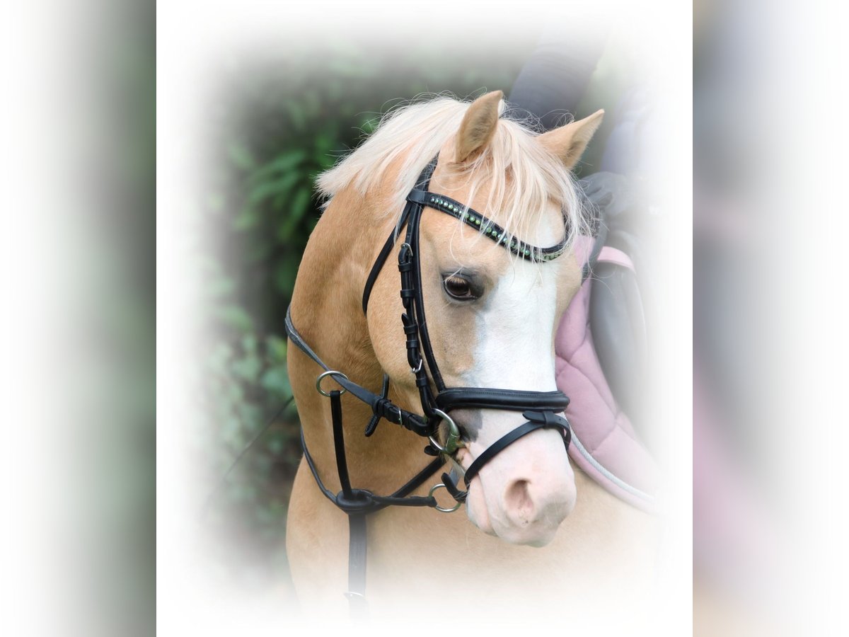 Welsh-B, Wallach in Wildeshausen